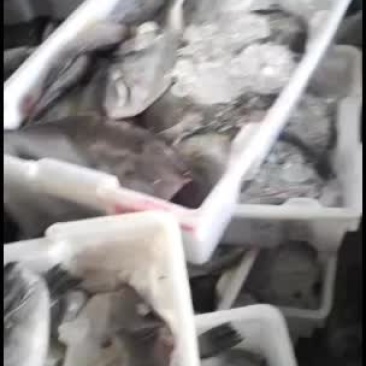 马面鱼，老鼠鱼。剥皮鱼，绿皮鱼，