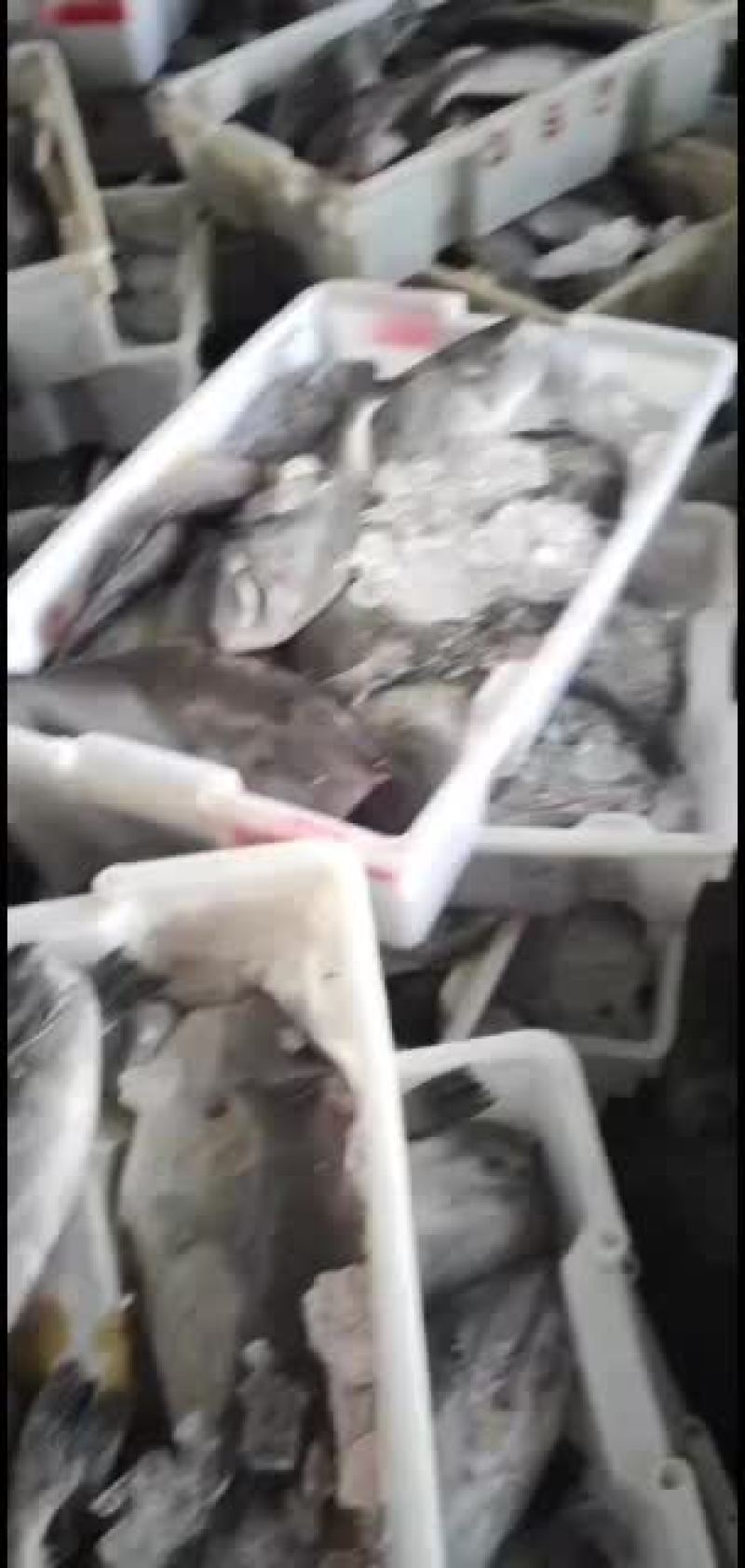 马面鱼，老鼠鱼。剥皮鱼，绿皮鱼，