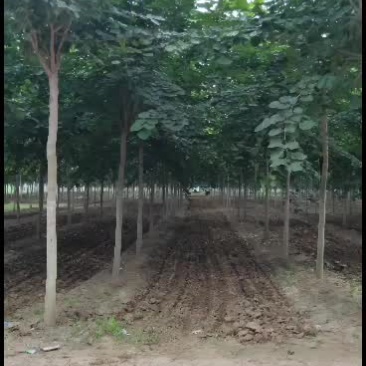 精品巨紫荆8-12公分预定中，数量有限！