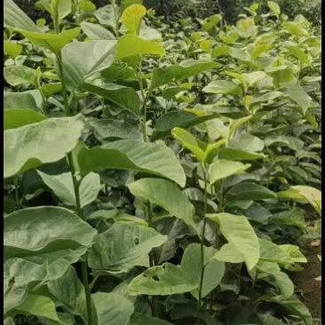 新西兰进口品种埃及艳后玉兰
