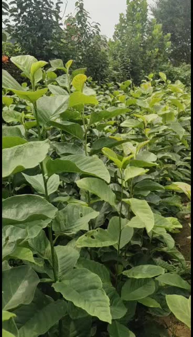 新西兰进口品种埃及艳后玉兰
