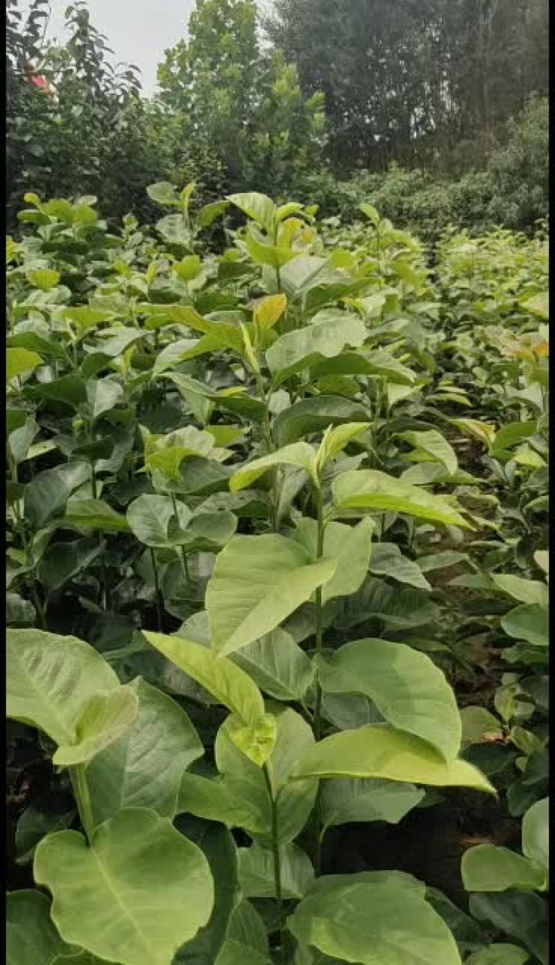 新西兰进口品种埃及艳后玉兰