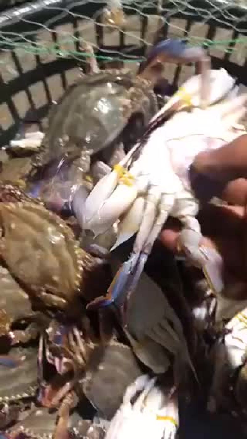 梭子蟹便宜实惠质量特别好