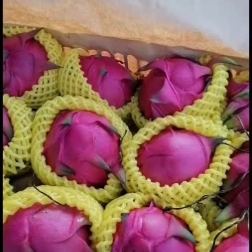 红心火龙果，4月到11月份都有货