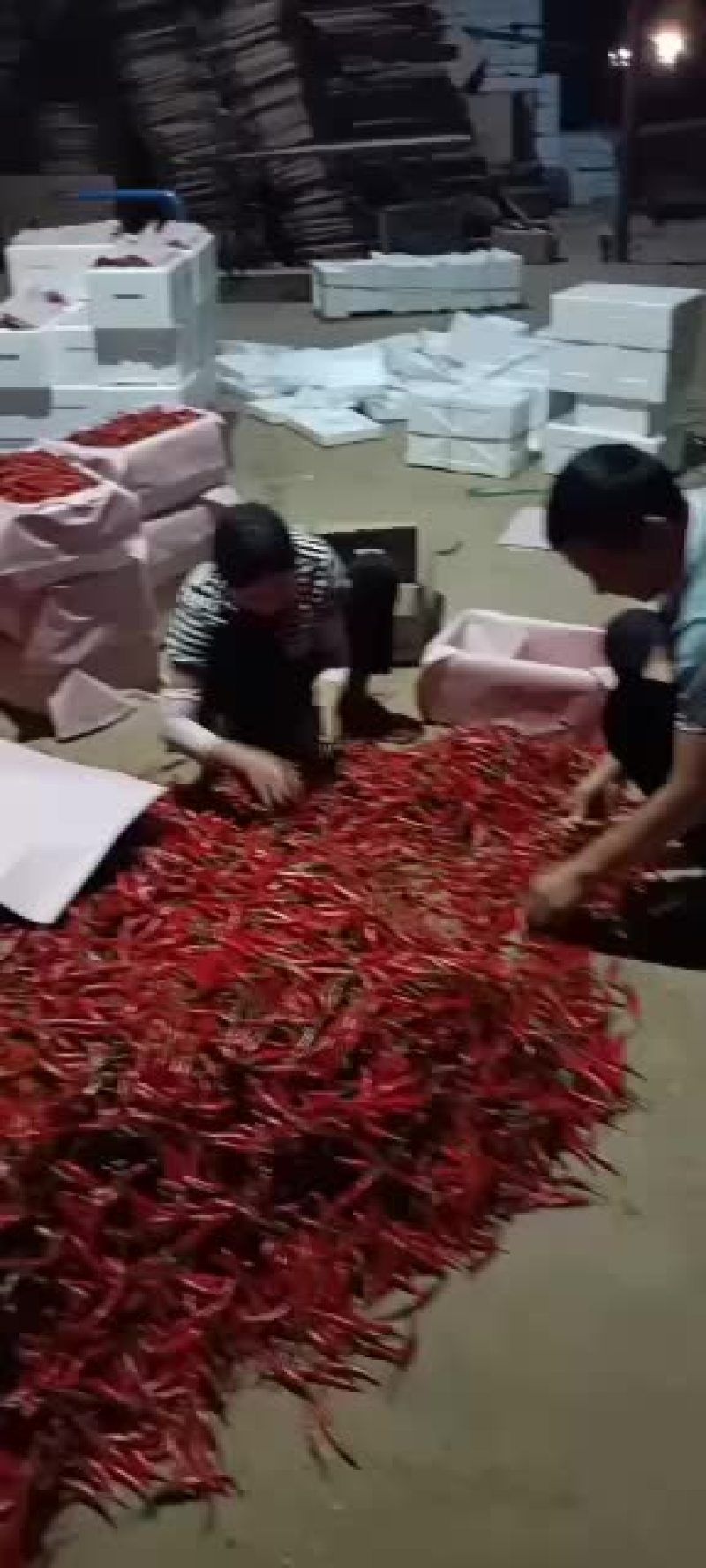 小米辣大量上市，货源充足，价格低。货源稳定，欢迎大家定购