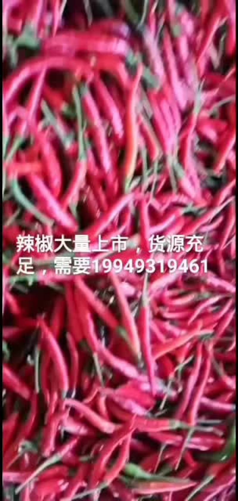 小米辣大量上市，货源充足，价格低。货源稳定，欢迎大家定购