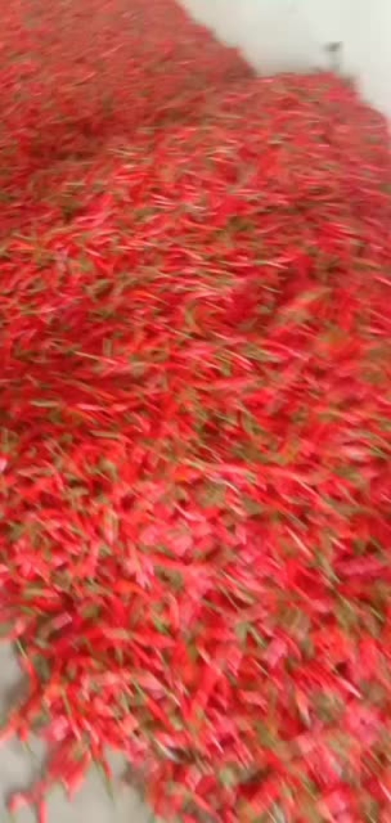小米辣大量上市，货源充足，价格低。货源稳定，欢迎大家定购