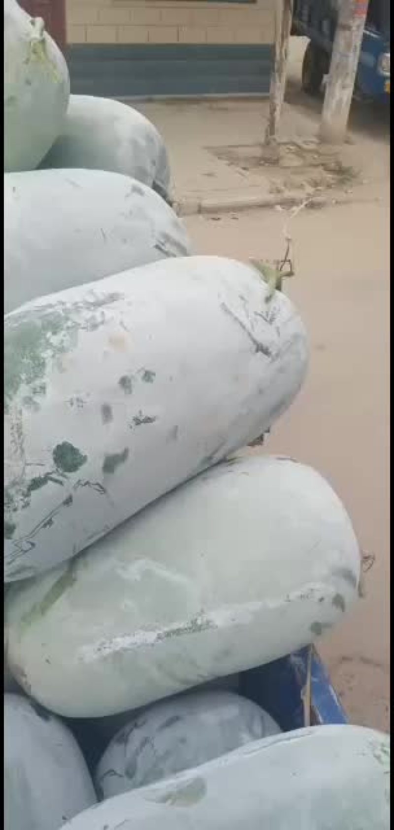 海南冬瓜，长筒，海南园冬瓜