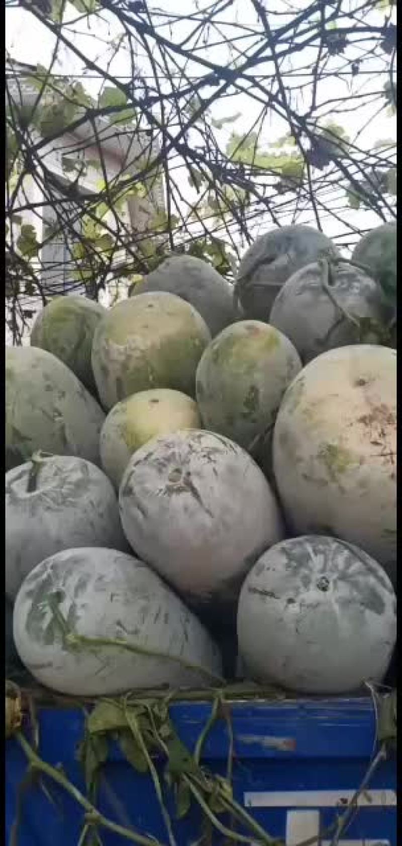 海南冬瓜，长筒，海南园冬瓜