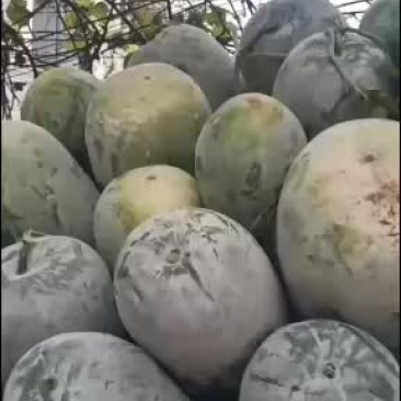 海南冬瓜，长筒，海南园冬瓜