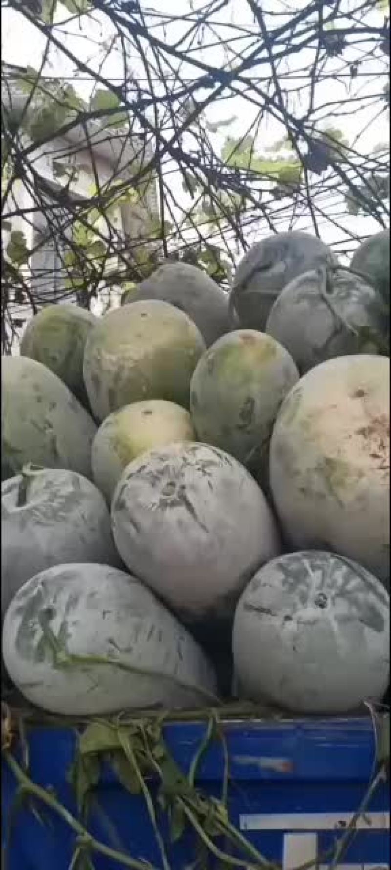 海南冬瓜，长筒，海南园冬瓜