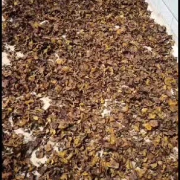 精品松蘑烤干2020年新货