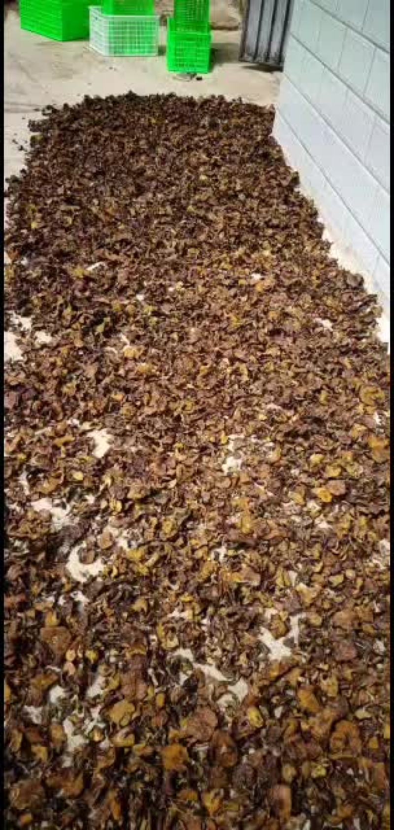 精品松蘑烤干2020年新货
