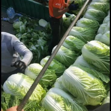 东北大白菜即将上市了