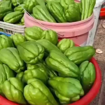 佛手瓜