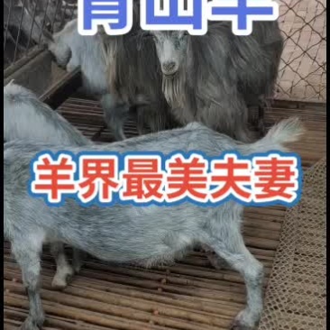嘉祥县洪昆青山羊繁殖基地