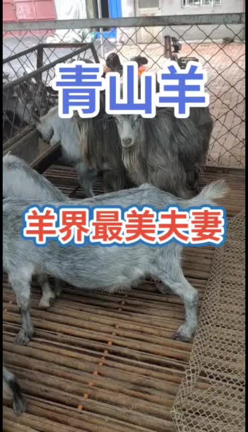嘉祥县洪昆青山羊繁殖基地
