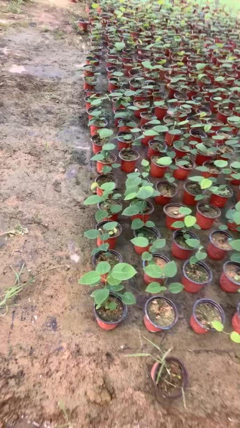 印度紫檀红木紫檀
