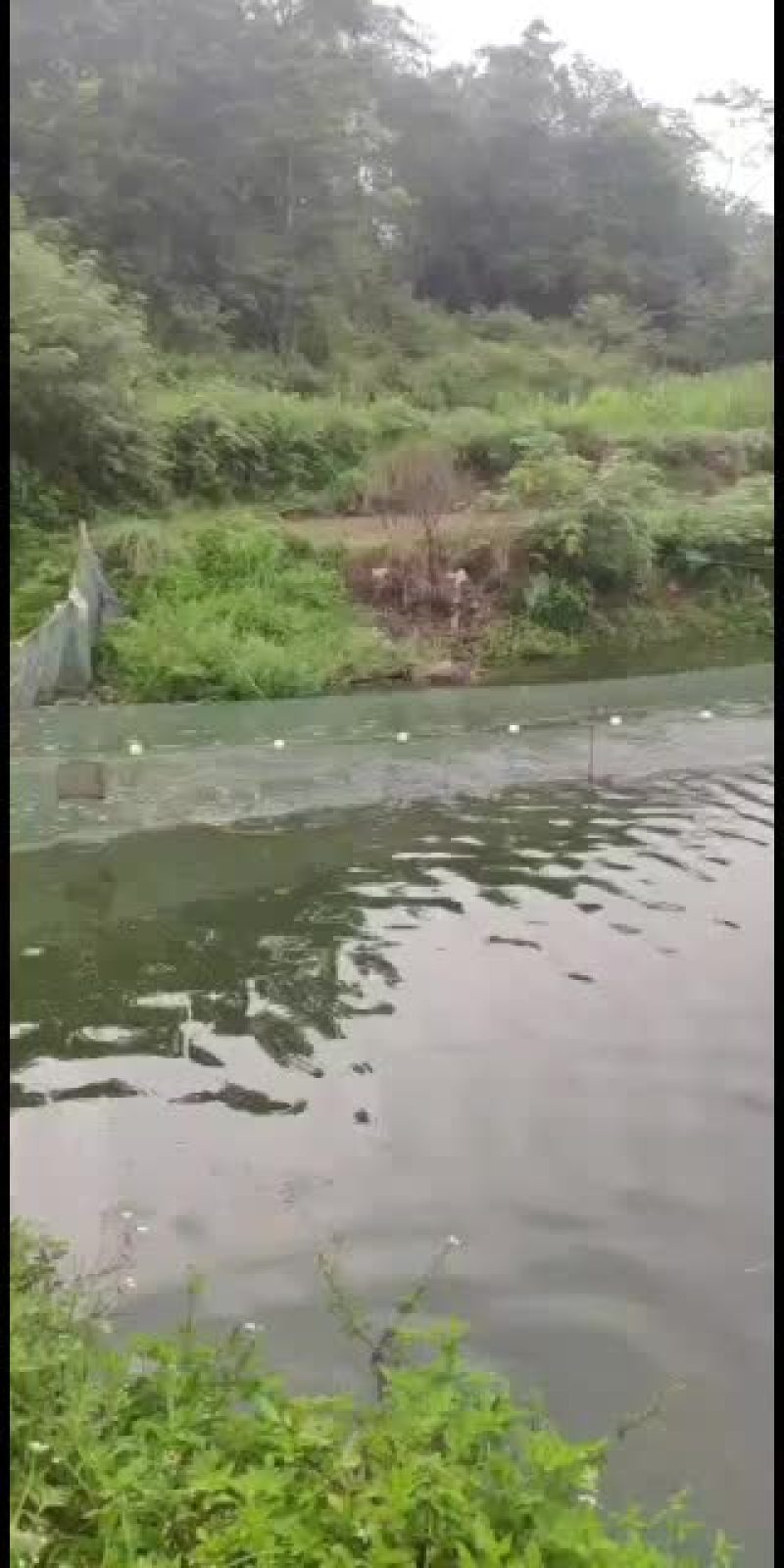 草鱼苗，大量现货批发！欢迎订购