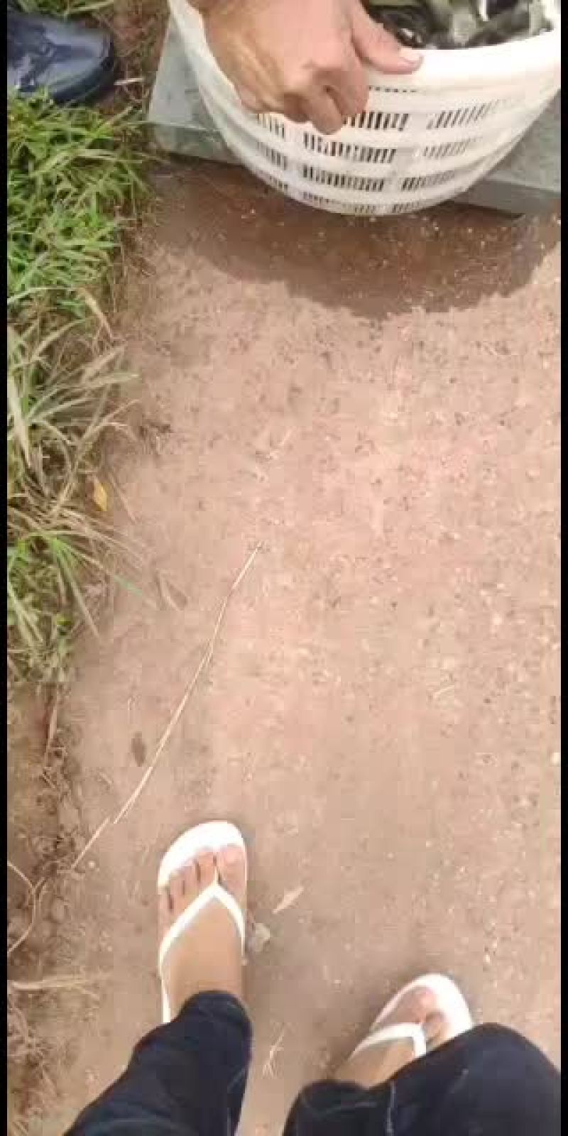 草鱼苗，大量现货批发！欢迎订购