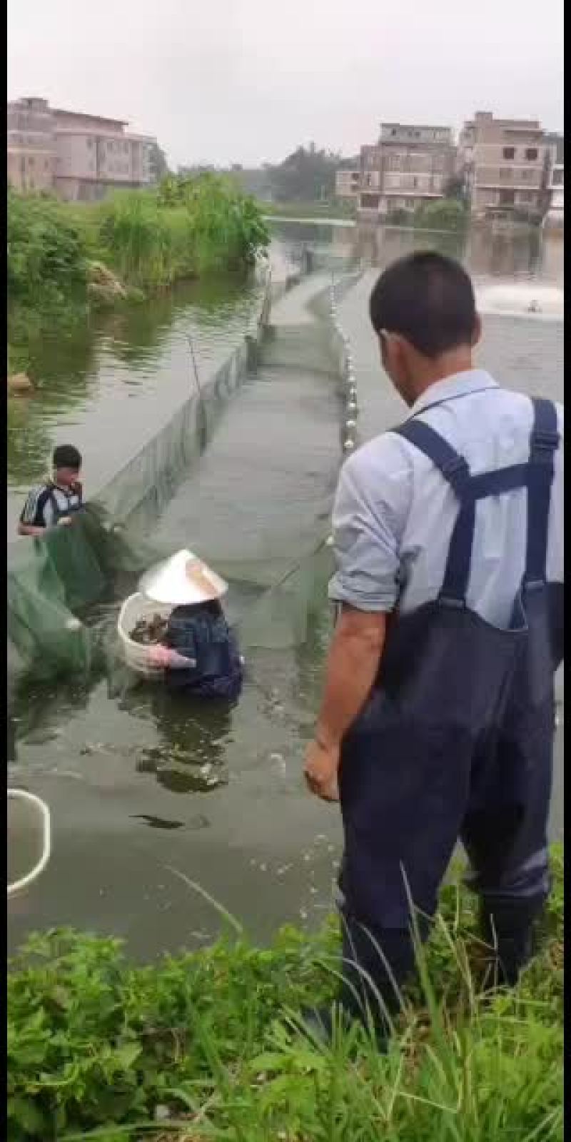 草鱼苗，大量现货批发！欢迎订购