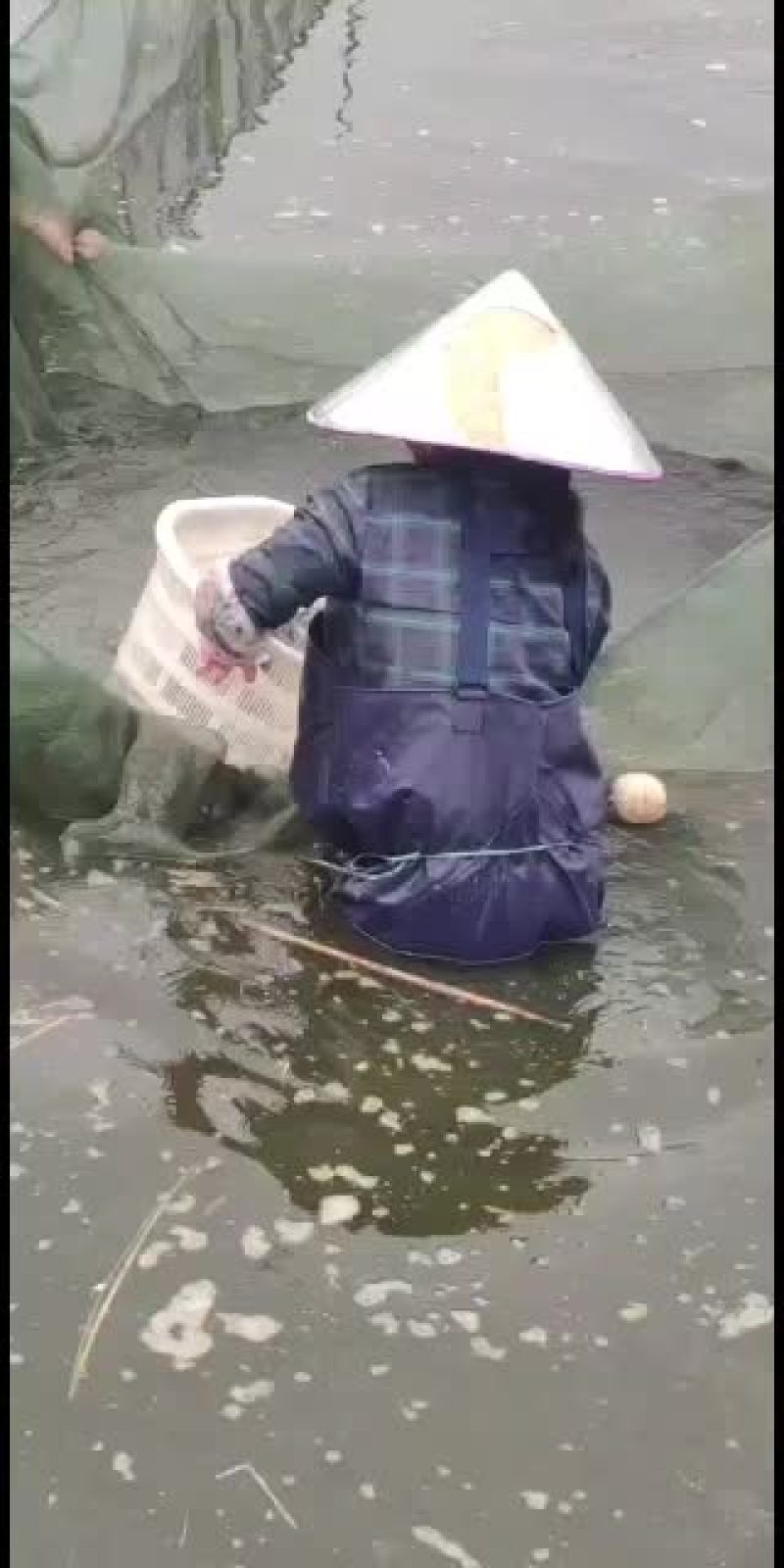 草鱼苗，大量现货批发！欢迎订购