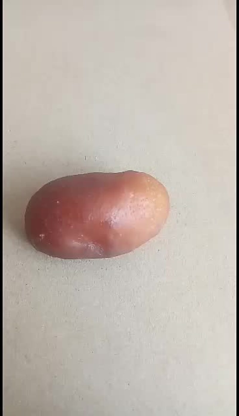 鸡宝急出售，只出不收，