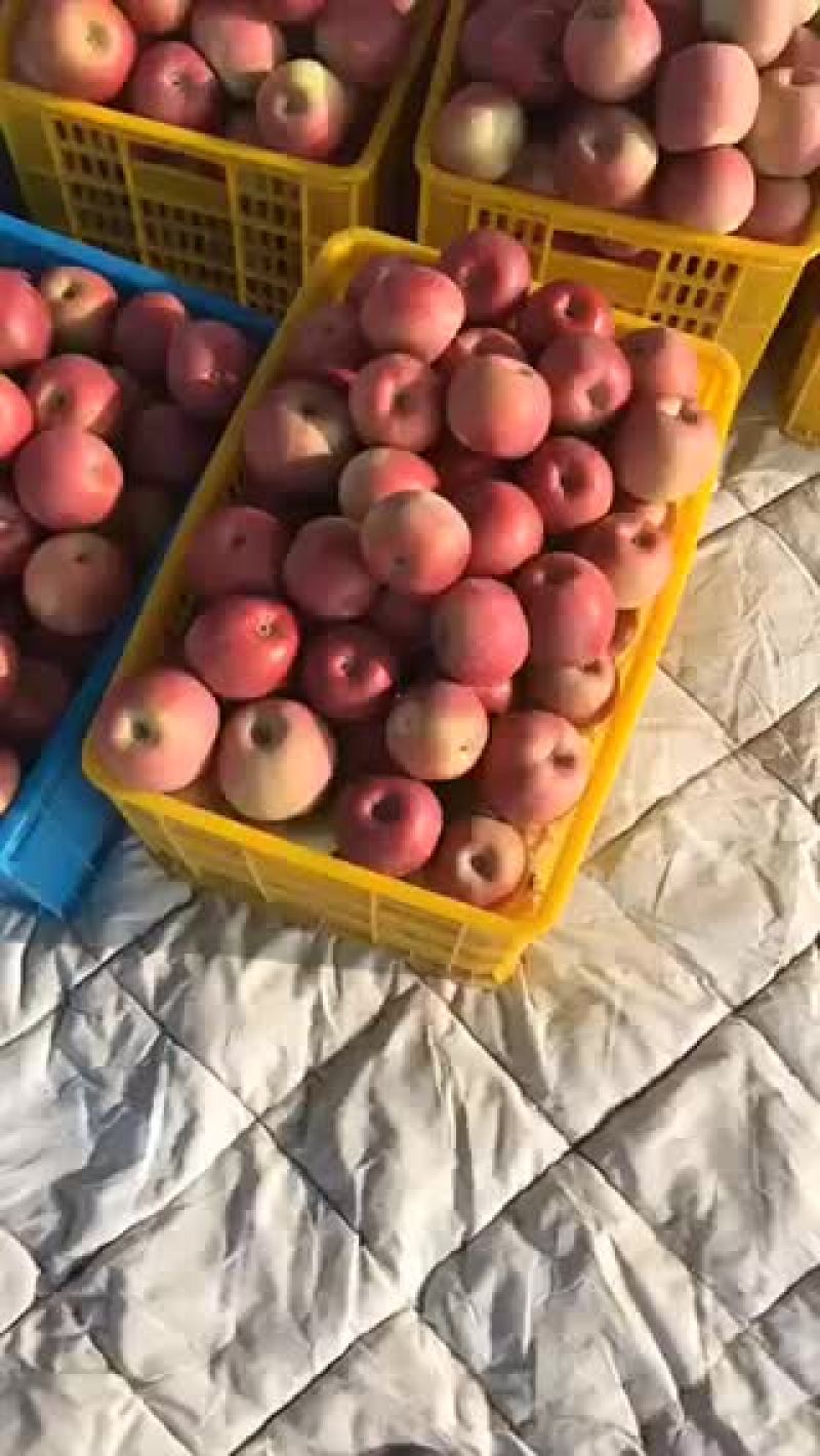 产地直发整车发车甘肃冰糖心红富士诚信经营