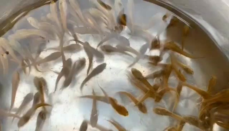 七星鱼苗山斑鱼苗花星鱼苗月鳢鱼苗技术指导全国直销