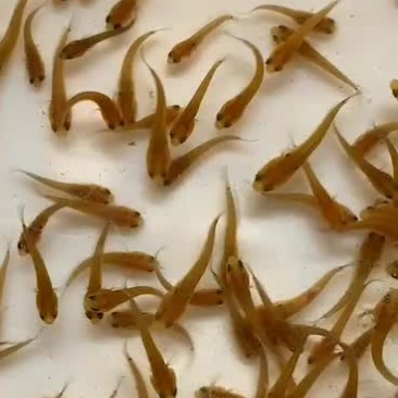 七星鱼苗山斑鱼苗花星鱼苗月鳢鱼苗技术指导全国直销