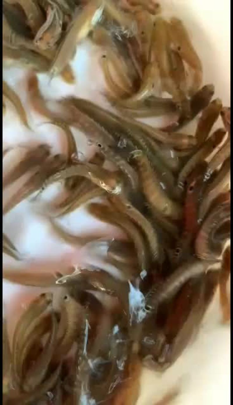 七星鱼苗山斑鱼苗花星鱼苗月鳢鱼苗技术指导全国直销