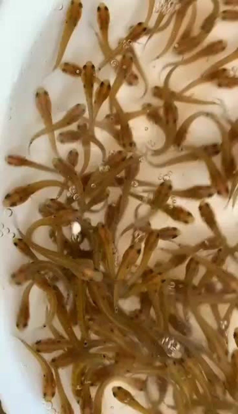七星鱼苗山斑鱼苗花星鱼苗月鳢鱼苗技术指导全国直销