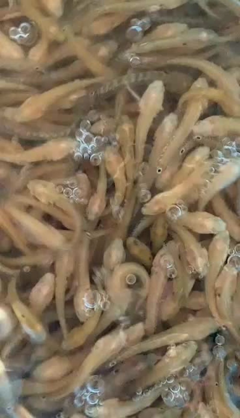 七星鱼苗山斑鱼苗花星鱼苗月鳢鱼苗技术指导全国直销