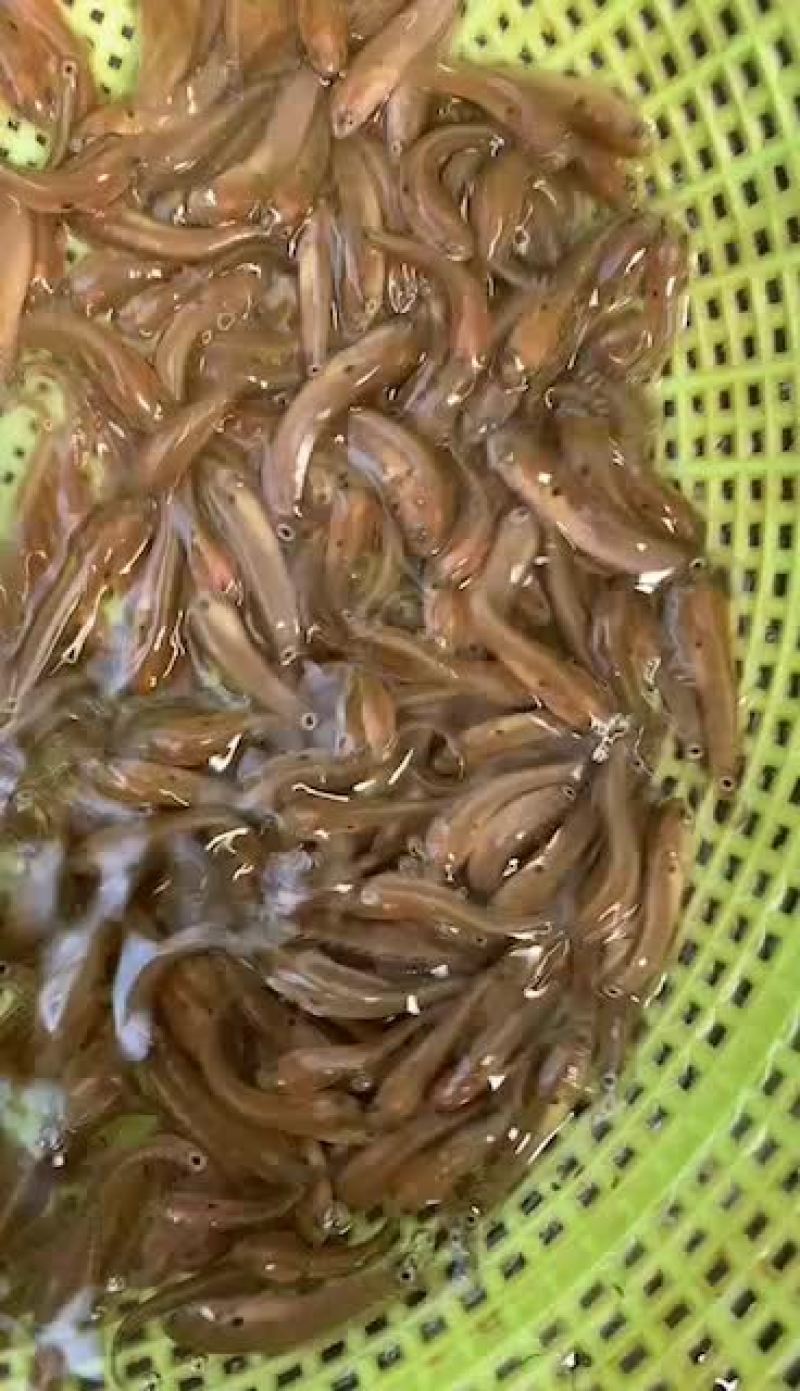 七星鱼苗山斑鱼苗花星鱼苗月鳢鱼苗技术指导全国直销