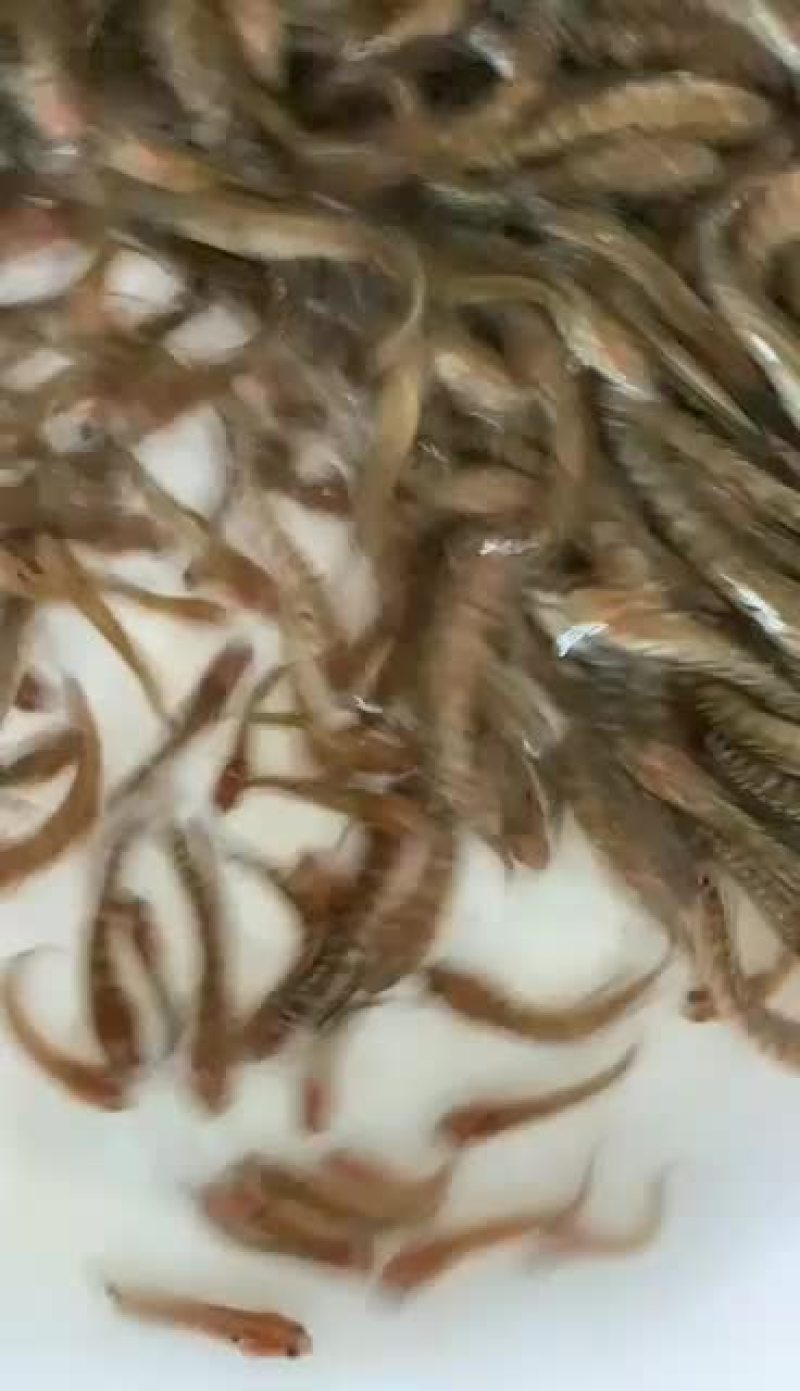 七星鱼苗山斑鱼苗花星鱼苗月鳢鱼苗技术指导全国直销