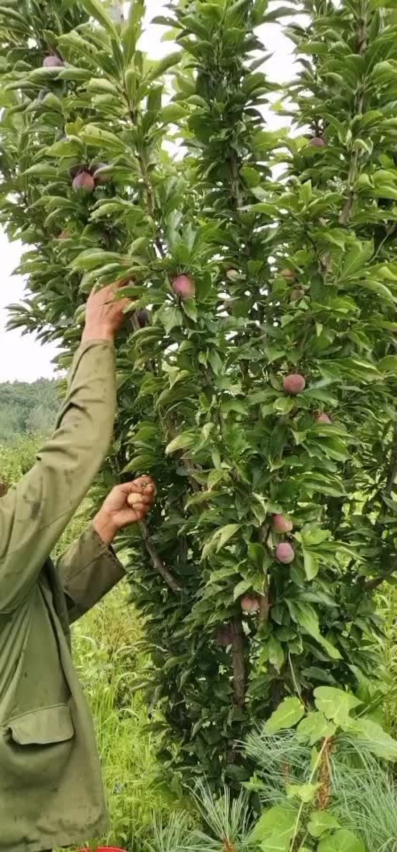 精品沙果即将上市了..