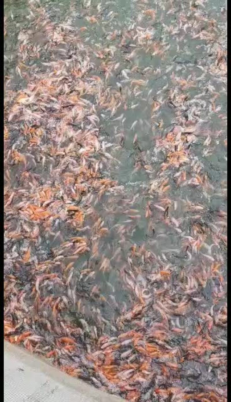 观赏锦鲤鱼苗基地直发包品种包纯度包成活发全国！