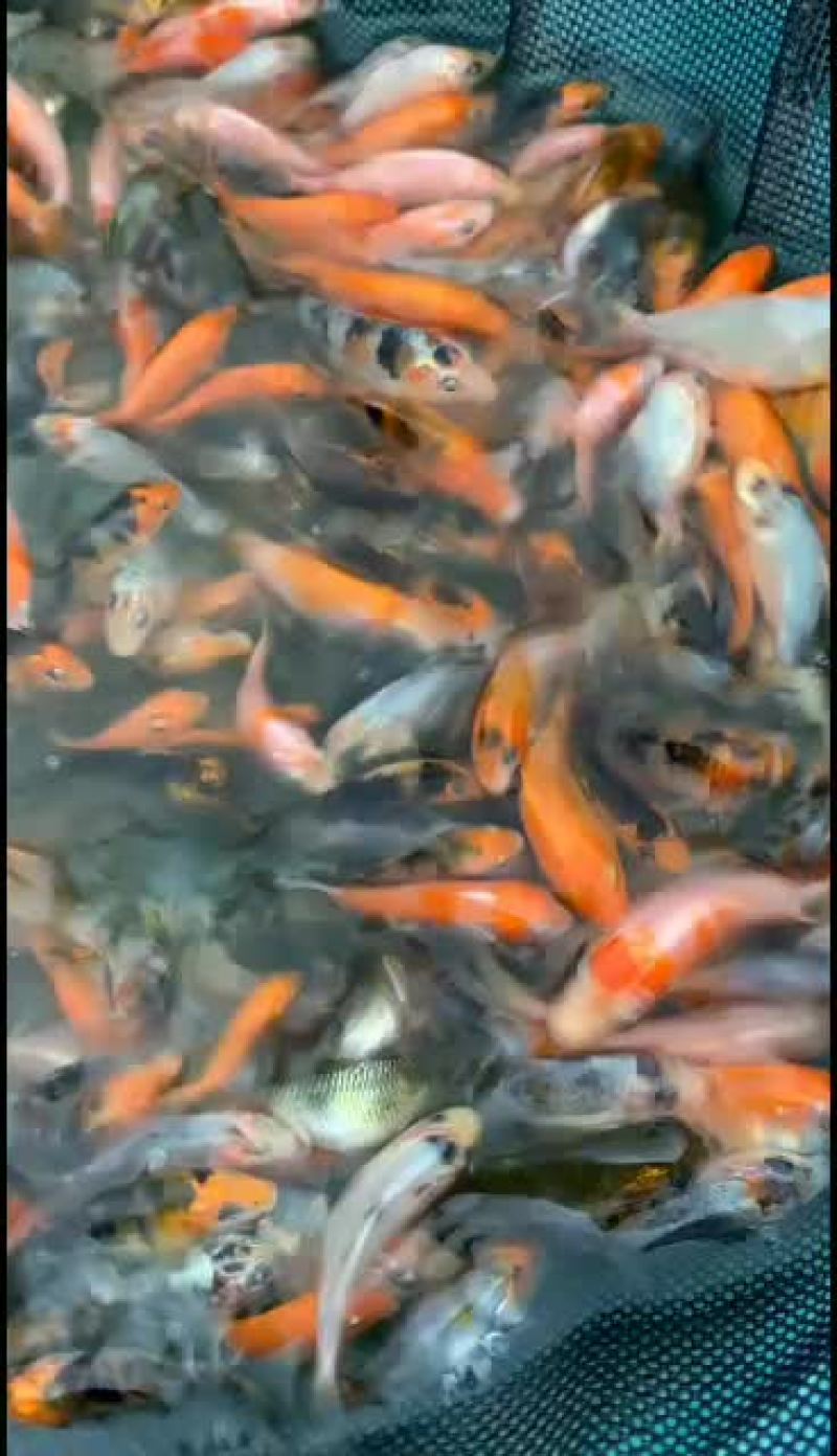 观赏锦鲤鱼苗基地直发包品种包纯度包成活发全国！
