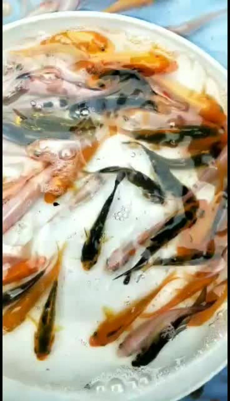 观赏锦鲤鱼苗基地直发包品种包纯度包成活发全国！