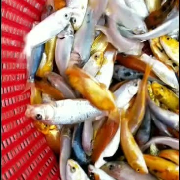 观赏锦鲤鱼苗基地直发包品种包纯度包成活发全国!