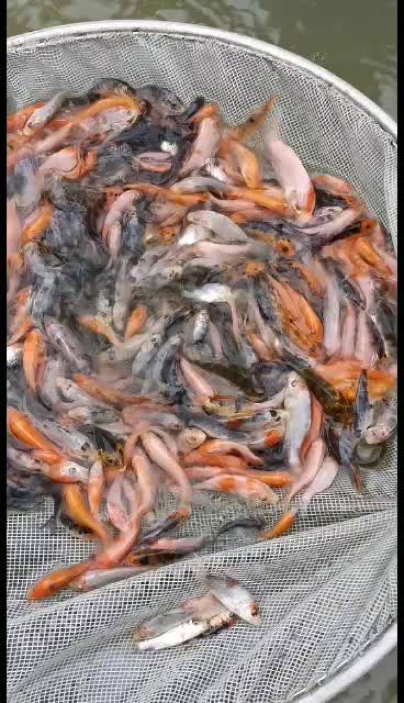 观赏锦鲤鱼苗基地直发包品种包纯度包成活发全国！
