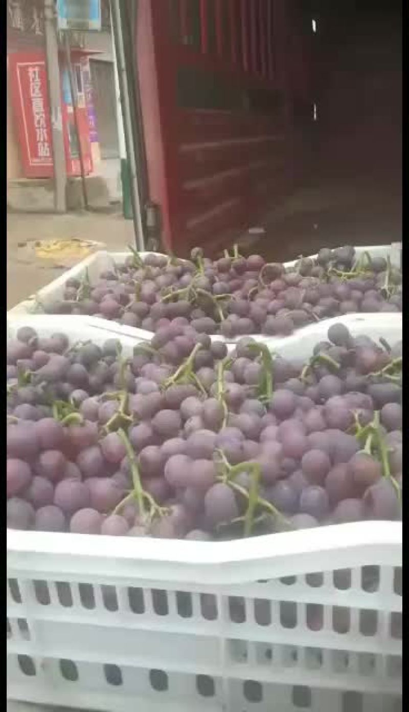 大量巨峰葡萄已经成熟。