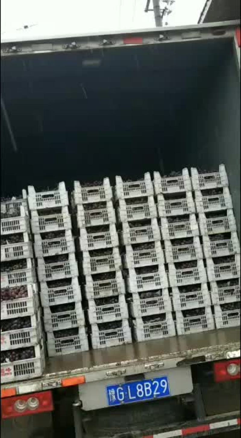 大量巨峰葡萄已经成熟。