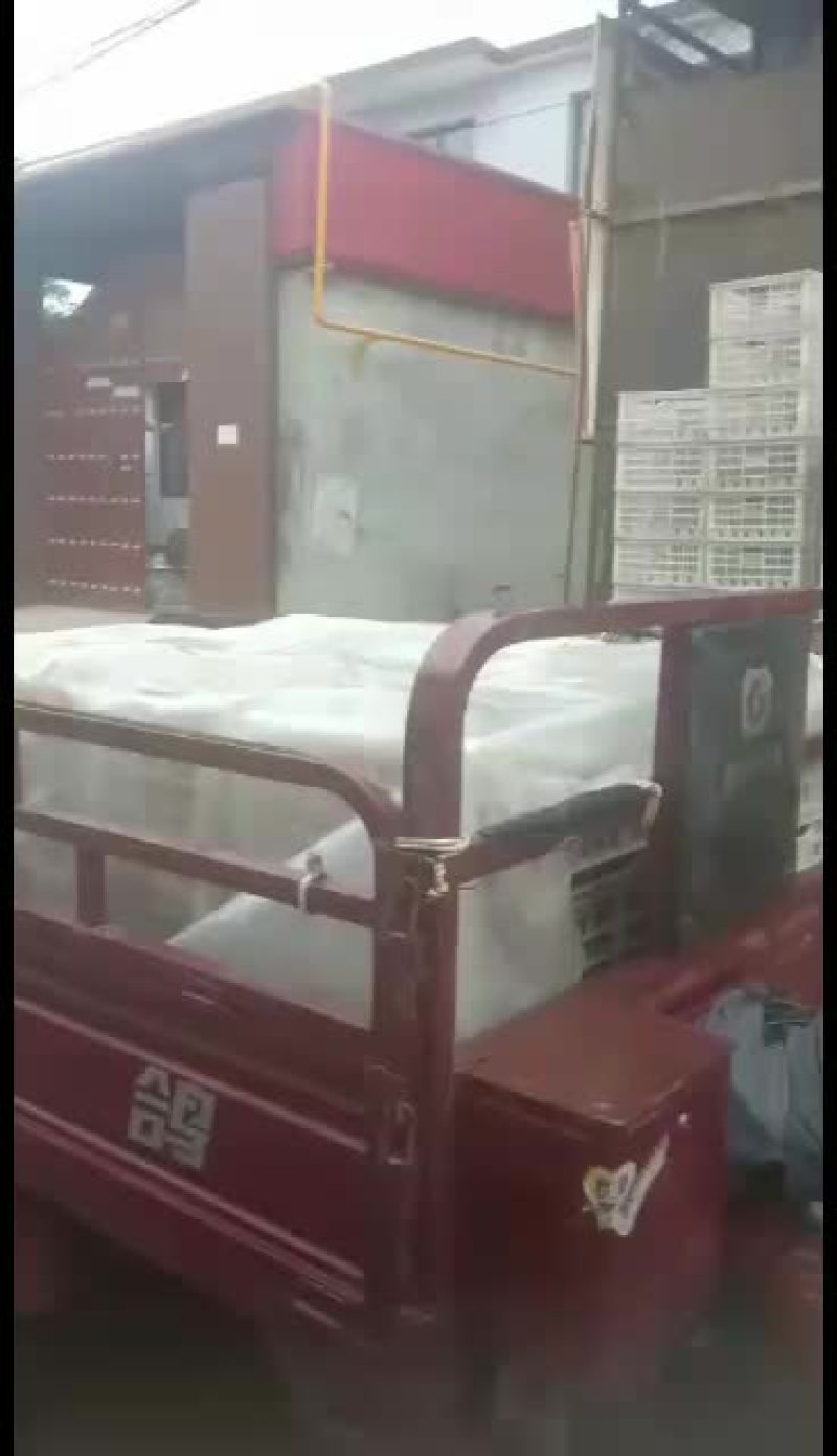 大量巨峰葡萄已经成熟。