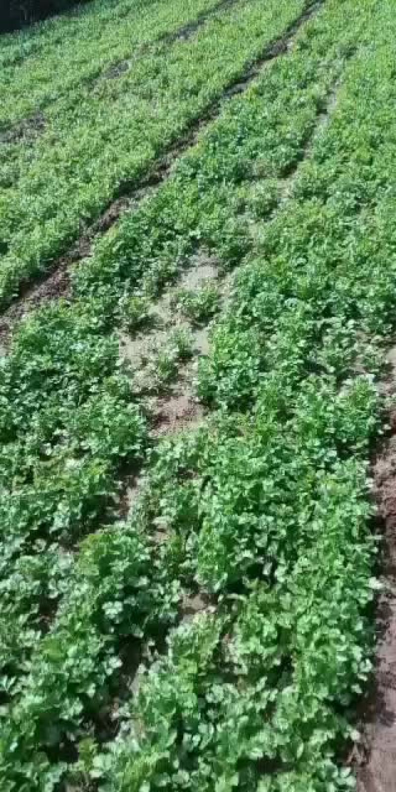 自种精品香菜马上上市