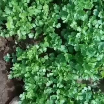 自种精品香菜马上上市