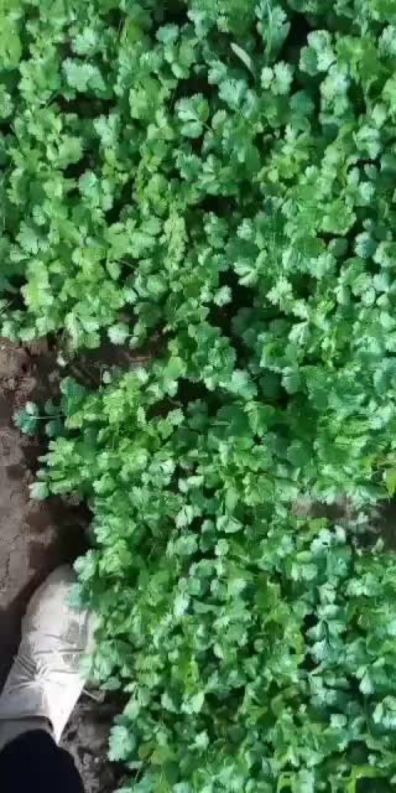 自种精品香菜马上上市