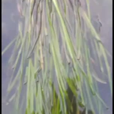 供应水生植物常绿大苦草
