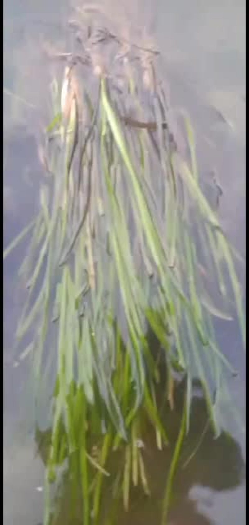 供应水生植物常绿大苦草