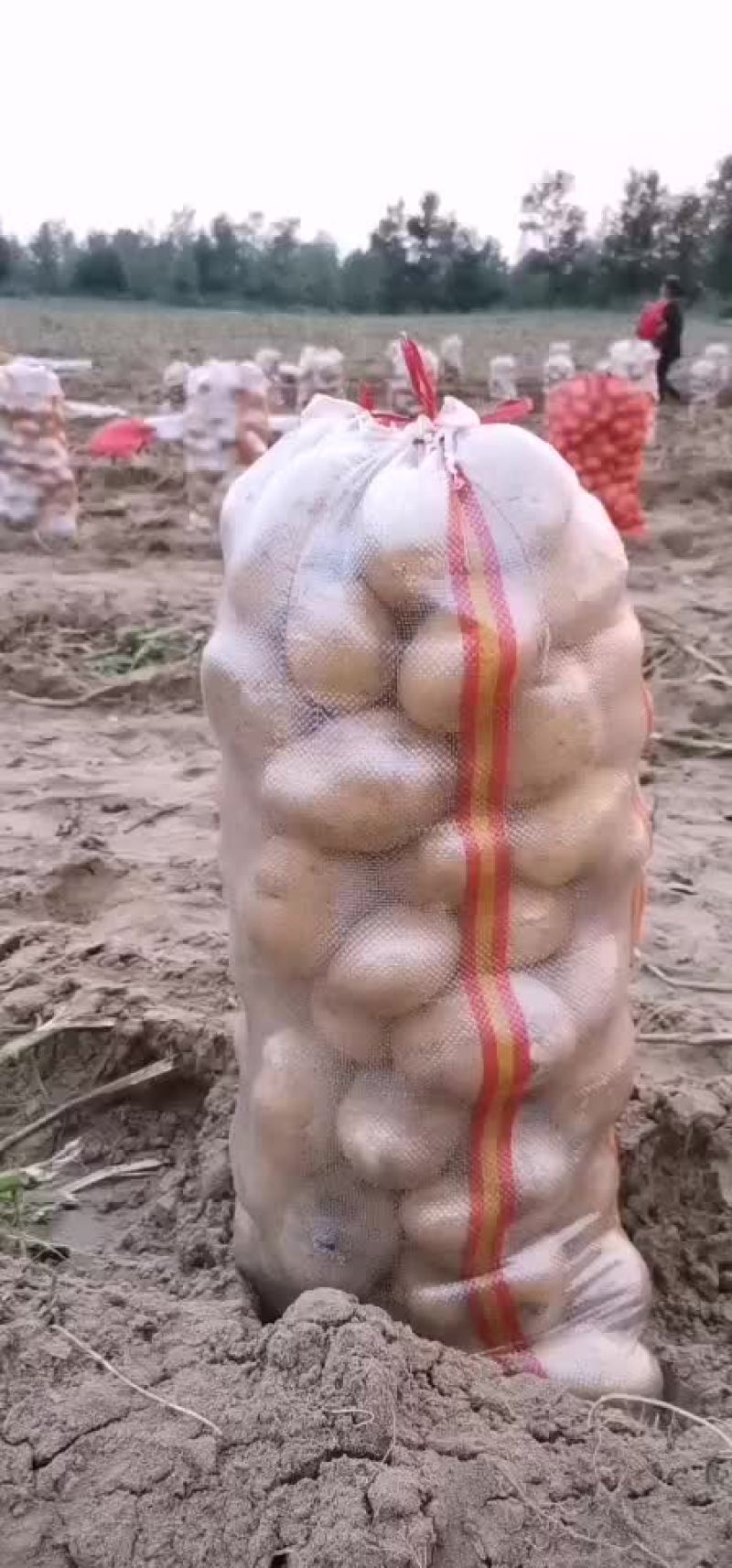 土豆，蔬菜